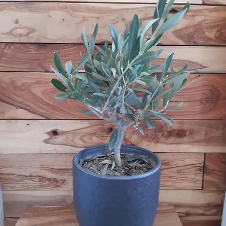 Little Olive Tree House Sali Exterior photo